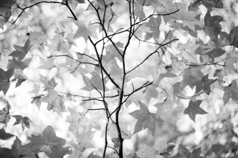 Branches - Oct 2012